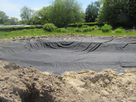 Der Teich am 1. Juni 2021