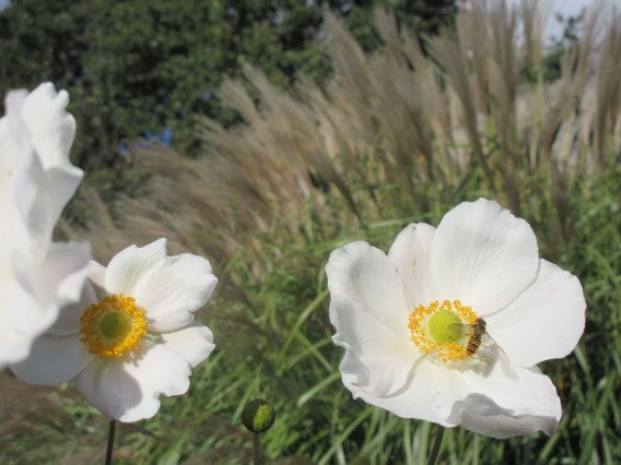 Schwebfliege auf Anemone