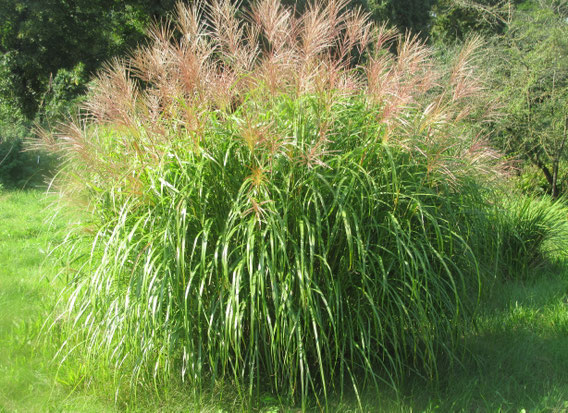 Miscanthus