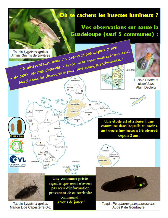 luciole aspisoma photinus taupin pyrophorus lygelater insecte bioluminescent bilan des resultats d'observations scientifiques caraibes