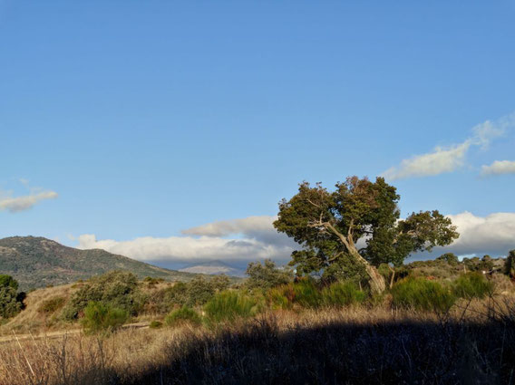 Madroño de Cerro Majuelito. Cadalso de los Vidrios. Madrid.