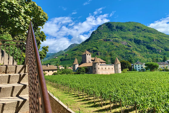 Weinlese auf Schloss Maretsch - Vendemmia a Castel Mareccio - Bozen - Bolzano - Südtirol - Alto Adige - Gourmet Südtirol