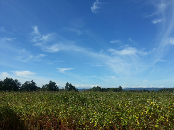 栗山町　蕎麦畑