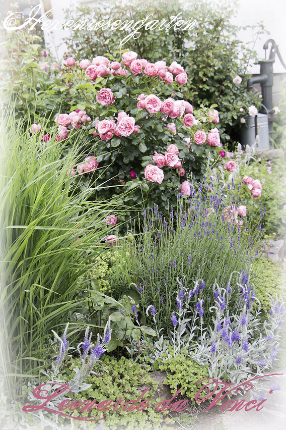 Rosiger Adventskalender im Hexenrosengarten - Rose Leonardo da Vinci - Floribundarose von Meilland