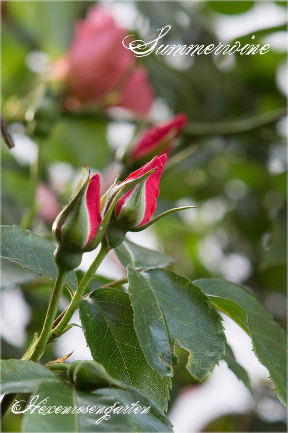 Rosen Rosenblog Hexenrosengarten Kletterrose Kordes Summerwine Rosiger Adventskalender