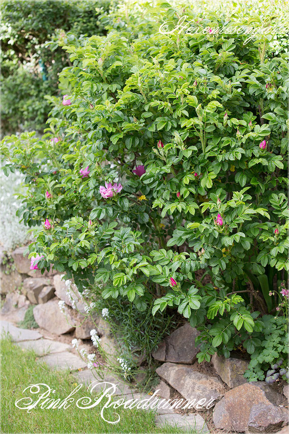 Rosen Rosenblog Hexenrosengarten Kordes Uhl Rugosa Pink Roadrunner Rosiger Adventskalender