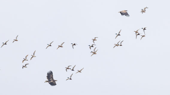 2 Seeadler mit Löffelenten
