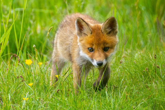 Jungfuchs auf Wanderschaft