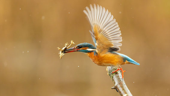 Eisvogel Serie