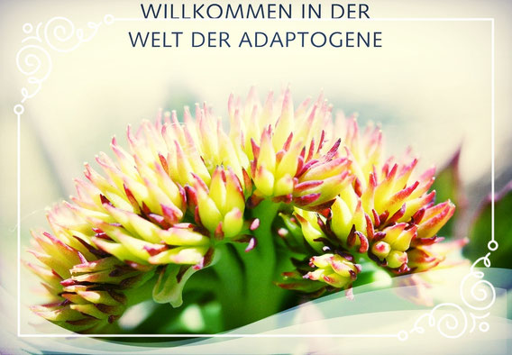 Brennnessel pulver bio - Der Favorit unserer Tester