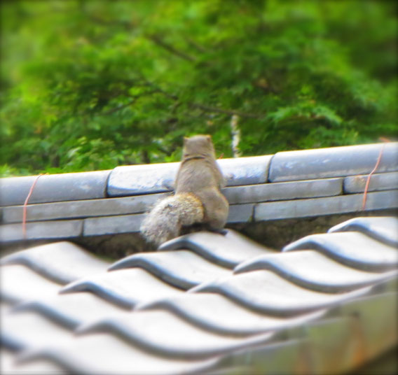 生きているから生きているのだ！屋根に上りたいから上るのだ！と言っているような？潔い後ろ姿だったりす　鎌倉にて