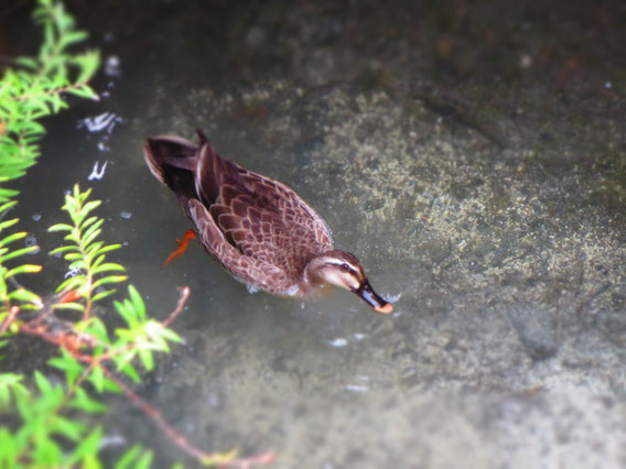 少し前に見かけたカモ。気持ち良さそう♪