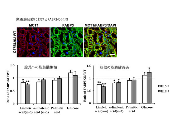 東北大学器官解剖学　研究