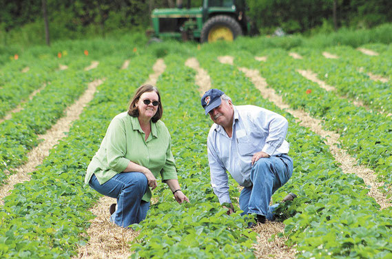 Dave and Ann Kendall of rural Bellevue check the progress of the eight acres of strawberries at their farm on Mill Creek Road.