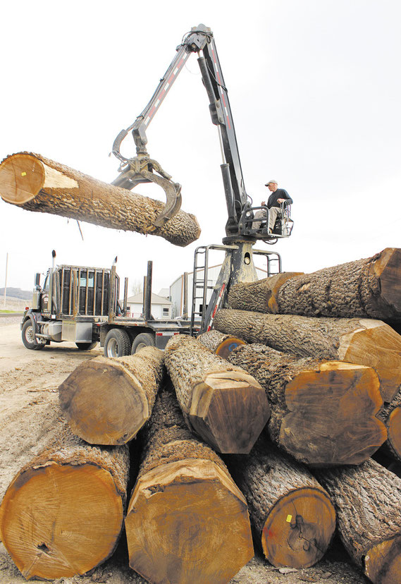 LOG LOADER: Last Wednesday morning, Orville “Junior” Steines and partner Keith Griebel, owners of Steines and Griebel Logging, loaded up a semi-truck at their shop north of town with a load of Walnut that was valued at over $35,000. The wood was on its w