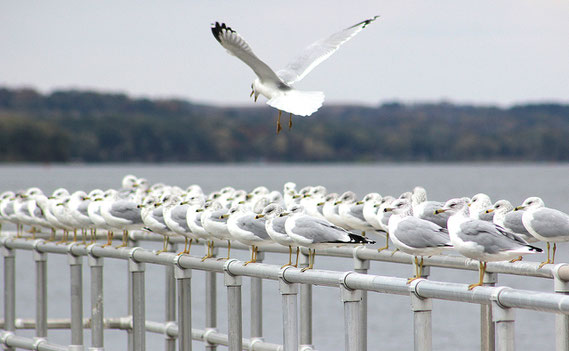 Hundreds of seagulls have been hunting for food at Lock and Dam 12 in Bellevue before migrating south for the winter. Here, a seagull comes in for a landing to join the rest of tbe group for a rest on the railings of the lock.