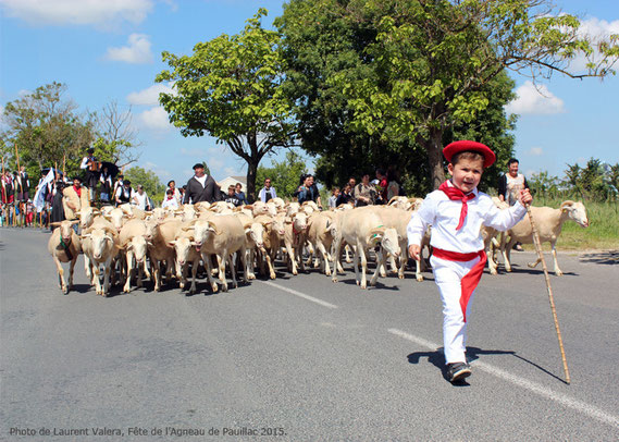 fête,agneau,pauillac,animation,pentecote,medoc,vin,berger,moutons