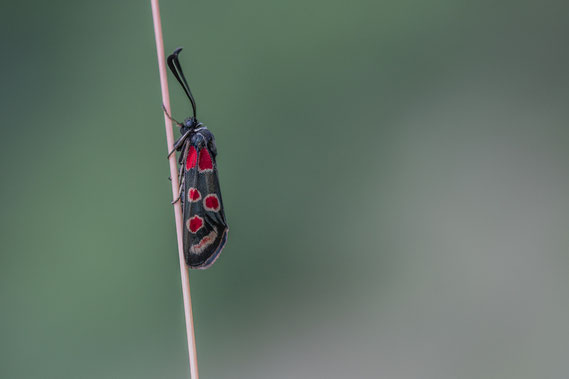 Zygaena-Carniolica