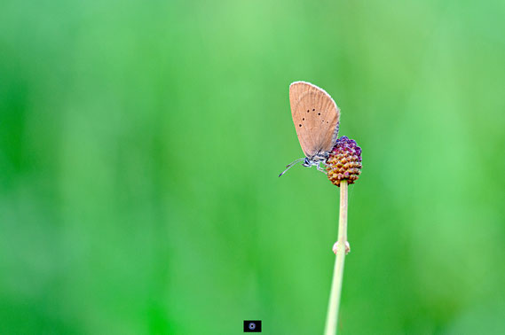 Donker Pimpernelblauwtje | Dusky Large Blue