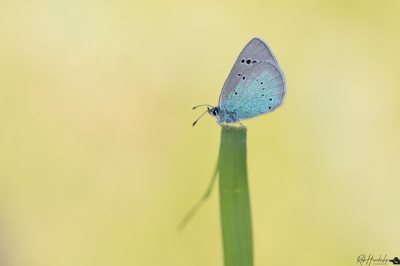 Bloemenblauwtje | Green-Underside Blue