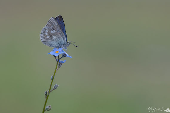 Alpenblauwtje | Alpine Blue
