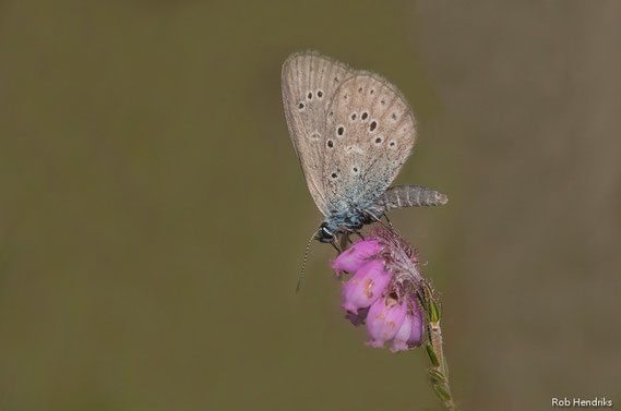 Gentiaan Blauwtje | Alcon Blue
