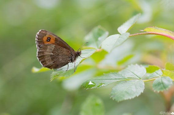 Grote Erebia