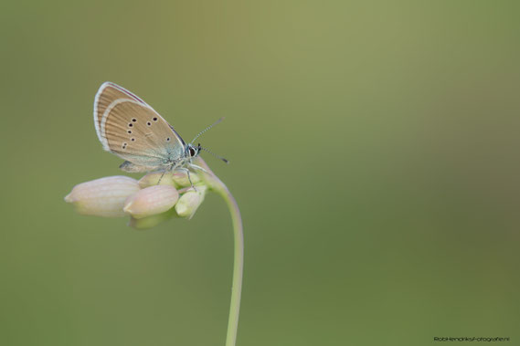 Klaverblauwtje | Mazarine Blue