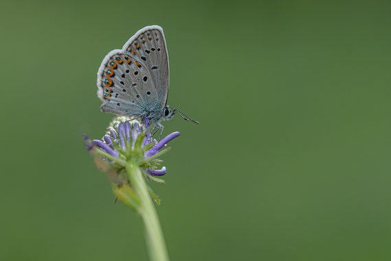 Kroonkruid Blauwtje | Reverdin's Blue