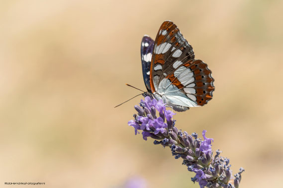 Blauwe Ijsvogelvlinder