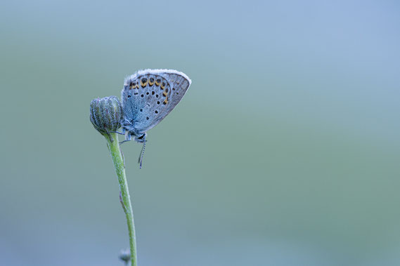 Wikke Blauwtje | Amanda's Blue