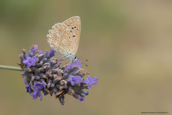 Getand Blauwtje | Meleager's Blue
