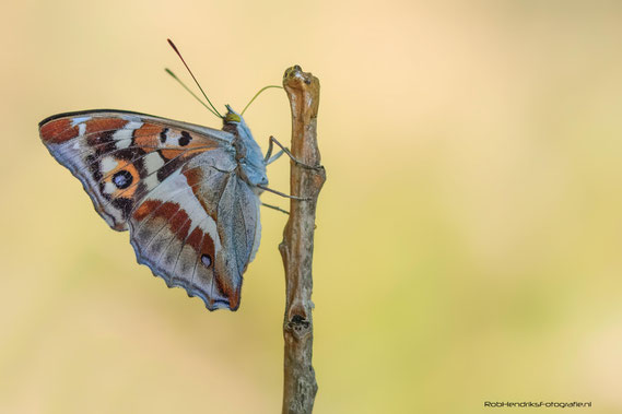 Grote Weerschijnvlinder