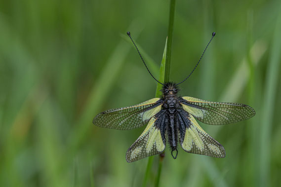 VlinderHaft