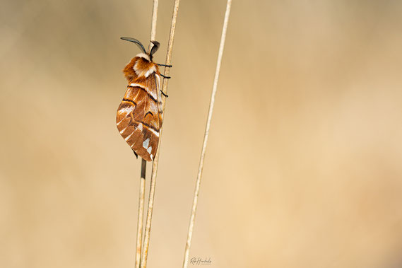 Gevlamde Vlinder