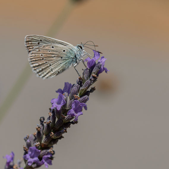 Blazenstruikblauwtje | Iolas Blue