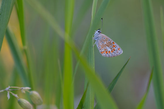 Bruin Blauwtje | Brown Argus