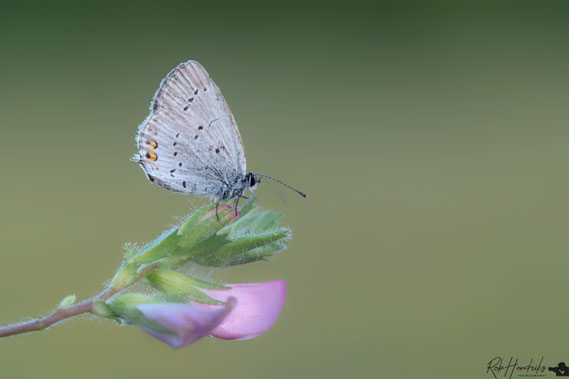 Staart Blauwtje | Short Tailed Blue