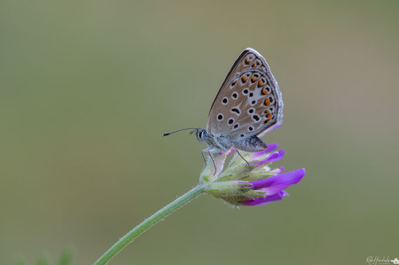 Esparcette Blauwtje | Chapman's Blue