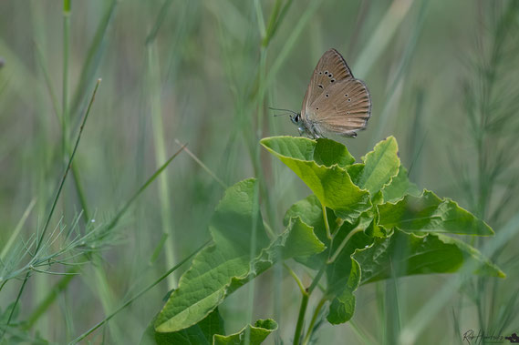 Aosta-Esparcetteblauwtje | Polyommatus Humedasae