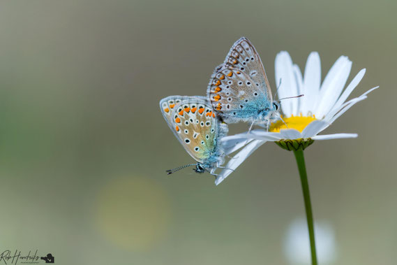 Icarus Blauwtje | Common Blue