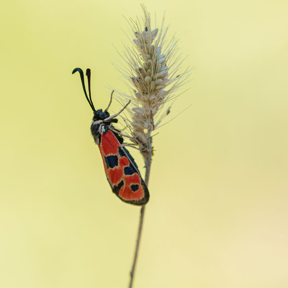 Zygaena-Fausta