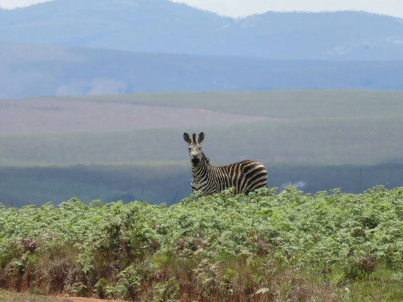 ニーカ国立公園にいた美しいシマウマ / A beautiful zebra which we saw at Nyika national park