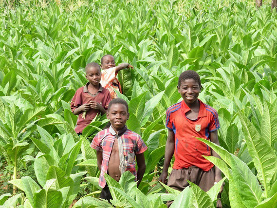 世界最貧国の１つとして挙げられるマラウイの経済を支えているタバコ畑の中にいるキラキラした子どもたちです。なんだか、マラウイの希望に満ちた将来を見た気がして、とても嬉しかったです。 （2015年3月　当会スタッフ撮影）