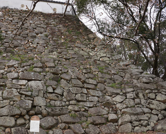 本段南東の石垣 野面積み 本来の高さ16m 関ヶ原の戦以前の石垣として全国屈指の高さ