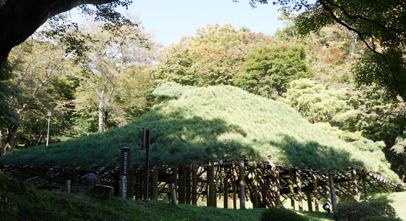 霞ヶ城の傘松　樹齢300年といわれている　天然記念樹指定　