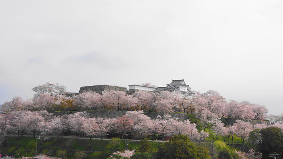 春の桜に囲まれた津山城 （城の南西にあるザ・シロヤマテラス津山別邸から見る）