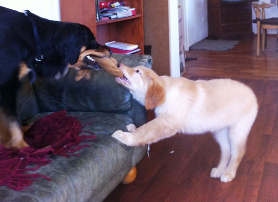 Birdy and ´"big sister" Annabelle/ Birdy und Bellchen; 14.04.2013