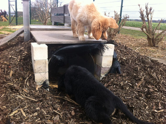 second time puppie school: Birdies searchs his brother, 13.04.2013 (11 weeks old)