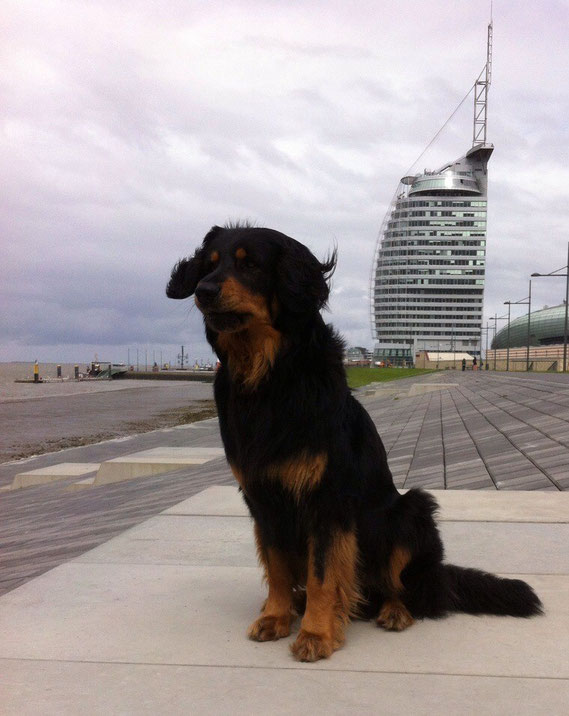 Mai 2015, Baki tummelt sich mal wieder in "arabischen Emiraten" (Hotelnachbau in Bremerhaven)